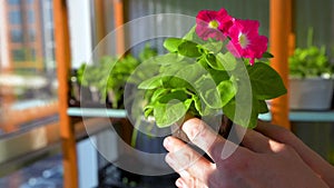 Seedling of a petunia flower in a male hand. Growing flowers.