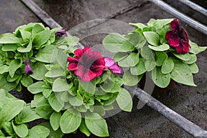 Seedling of petunia flowers with drip irrigation, closeup. Concept of producing flowers in a greenhouse