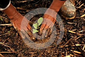A Seedling/Plant being Planted