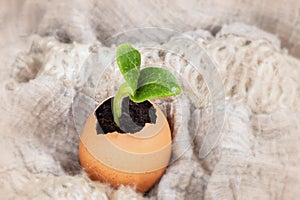 Seedling plant in eggshells, blurred background, selective focus. Concept of zero waste,New life, birth, eco gardening