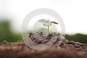 Seedling of plant is grow on soil with white and green nature background