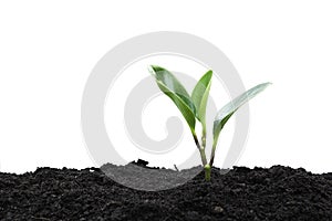 Seedling and plant growing in soil isolated on white background and copy space for insert text