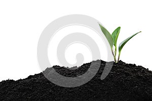 Seedling and plant growing in soil isolated on white background and copy space for insert text