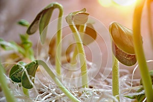 Seedling and Plant sprout growing step over green background. Young sprout in the sunlight