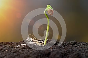 Seedling and Plant sprout growing step over green background. Young sprout in the sunlight