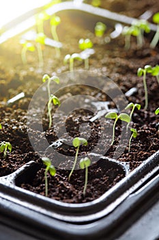 Seedling plants growing in germination plastic tray