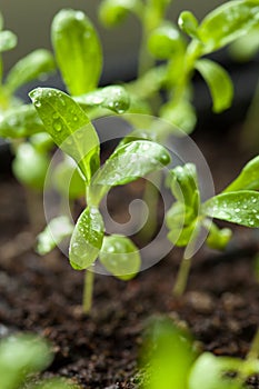 Seedling plants growing in germination plastic tray