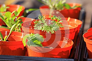 Seedling plants in pots