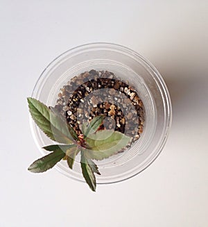 Seedling in a Plastic Glass