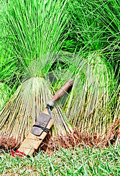 Seedling Rice Harvest