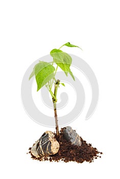 Seedling in rocks and soil