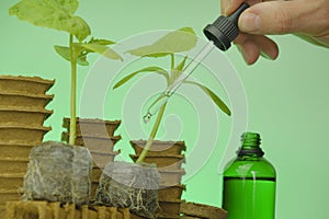 Seedling root system activator in a green glass bottle, a cucumber plant and a pipette in a hand on a green background photo