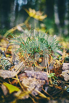 Seedling of Siberian pine Siberian