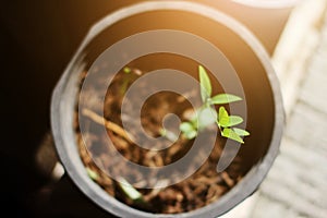 Seedling Small vegetables plant Growing in black pot with sunlight in garden. Young new life Concept