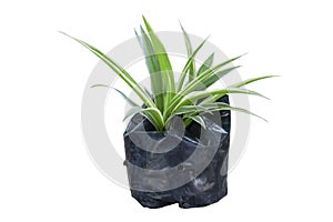 Seedling spider plant or chlorophytum bichetii Karrer backer in black plastic bag isolated on white background included clipping