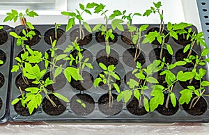 Seedling sprauts inside laboratory