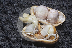 seedling sprouting out from the peanut from the shell.