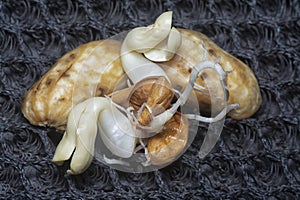 seedling sprouting out from the peanut from the shell.