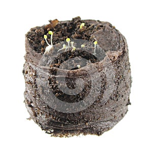 Seedling of thyme isolated on white background. Young sprouts in a peat tablet