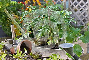 Seedling of tomato in a crate put on a vegetable garden