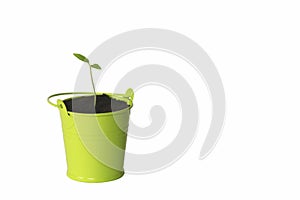 Seedling of tomato in green bucket