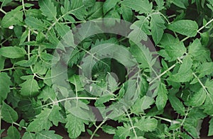 Seedling tomato leaf macro