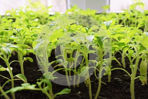 Seedling tomato in tray