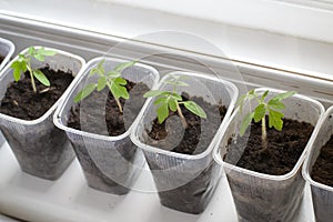 Seedling of tomatoes