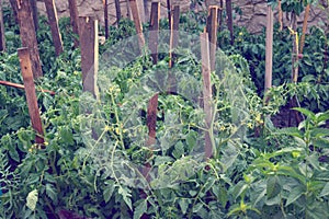 Seedling of tomatoes in greenhouse summer garden