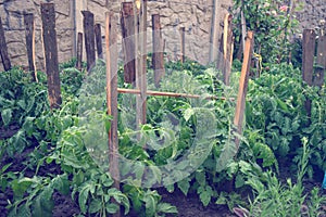 Seedling of tomatoes in greenhouse summer garden