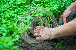 Seedling of tomatoes in the hands