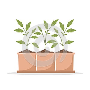 Seedling of tomatoes in pots. Growing gardening plants. Vegetarian and ecological products. Vector illustration in flat