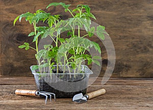 Seedling of tomatoes. Spring gardening. Bush of tomato. Grow vegetables at home. Propagation and planting a vegetable