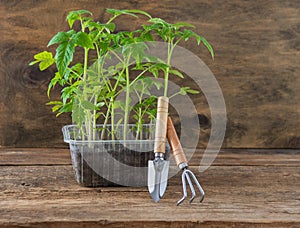 Seedling of tomatoes. Spring gardening. Bush of tomato. Grow vegetables at home. Propagation and planting a vegetable