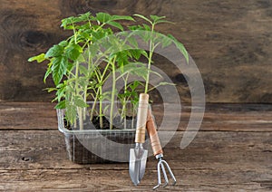 Seedling of tomatoes. Spring gardening. Bush of tomato. Grow vegetables at home. Propagation and planting a vegetable