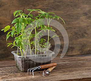 Seedling of tomatoes. Spring gardening. Bush of tomato. Grow vegetables at home. Propagation and planting a vegetable