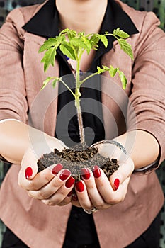 Seedling tomatoes in woman hands