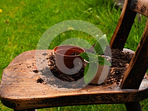 Seedling for transplanting into soil pots