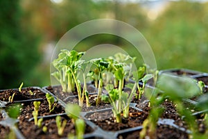 Seedling tray full of young sprouting Ranunculus plants. Persian buttercup ranunculus seedlings.