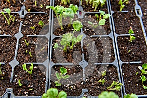 Seedling tray full of young sprouting Ranunculus plants. Persian buttercup ranunculus seedlings.