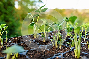 Seedling tray full of young sprouting Ranunculus plants. Persian buttercup ranunculus seedlings.