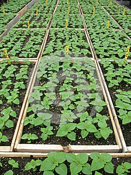 Seedling trays photo