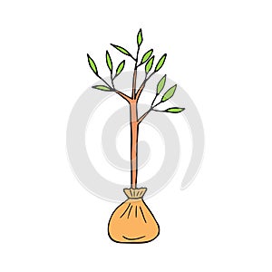 seedling tree hand drawn in doodle style. vector, minimalism, scandinavian, cartoon. gardening, young plant, planting