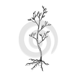 Seedling tree sketch photo