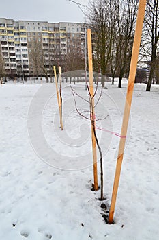 Seedling trees, protect a young tree in winter