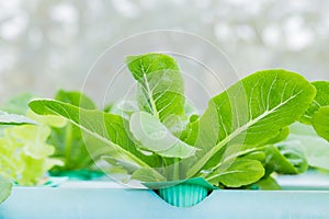 Seedling vegetables