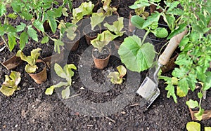 Seedling vegetables on the soil with a trowel to be planted in garden