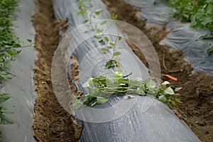 Seedling of vegetables wating for growing on soil in greenhouse with tools