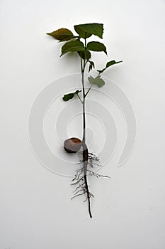 Seedling of a walnut tree isolated on white