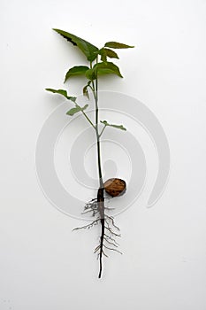 Seedling of a walnut tree isolated on white